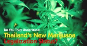 Cannabis in Thailand: Rules for Tourists in 2023